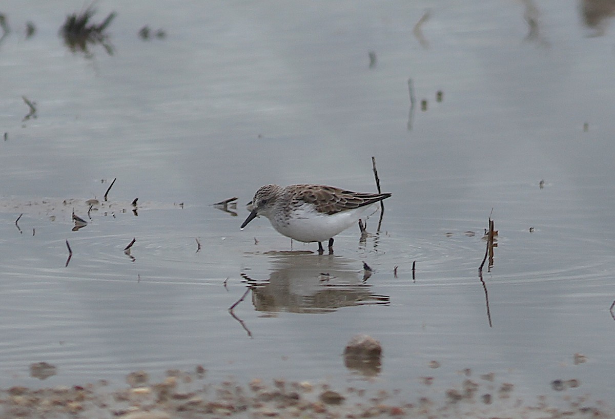 Semipalmated Sandpiper - Ben Sandstrom