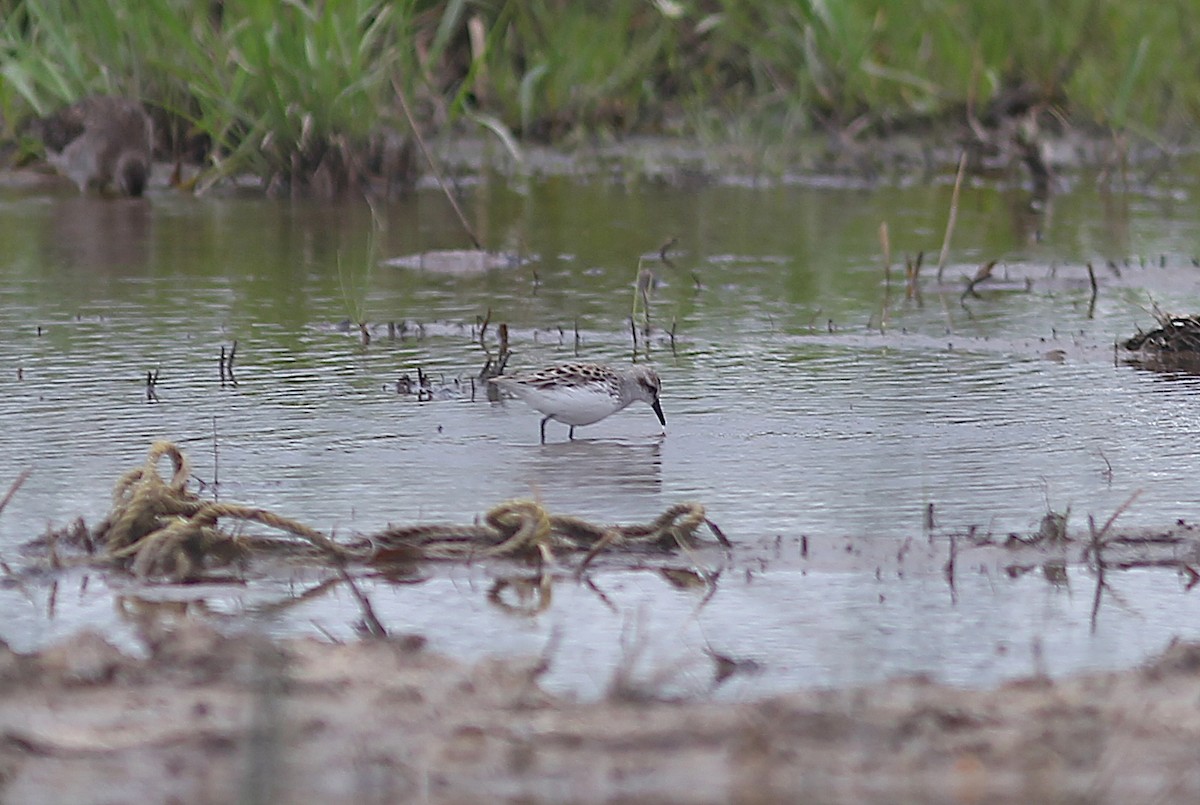 Semipalmated Sandpiper - ML616697354