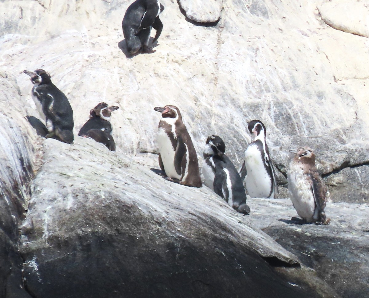 tučňák Humboldtův - ML616697361