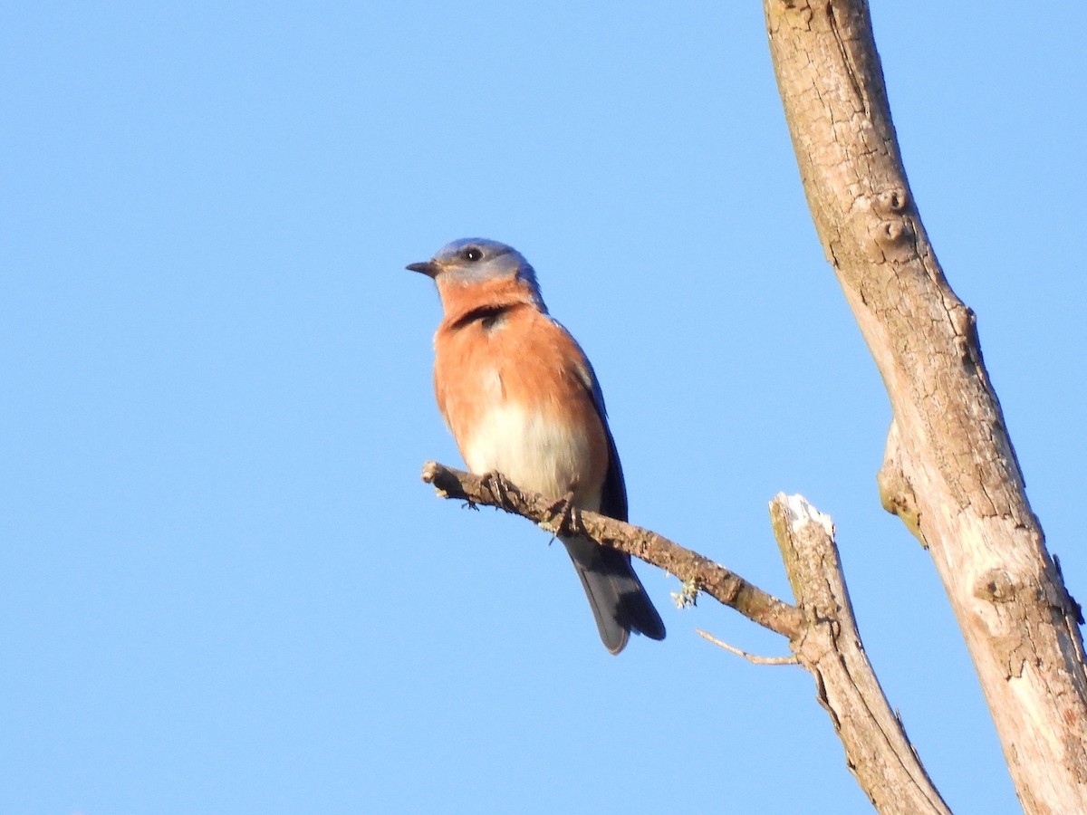 Eastern Bluebird - Ed Daniels