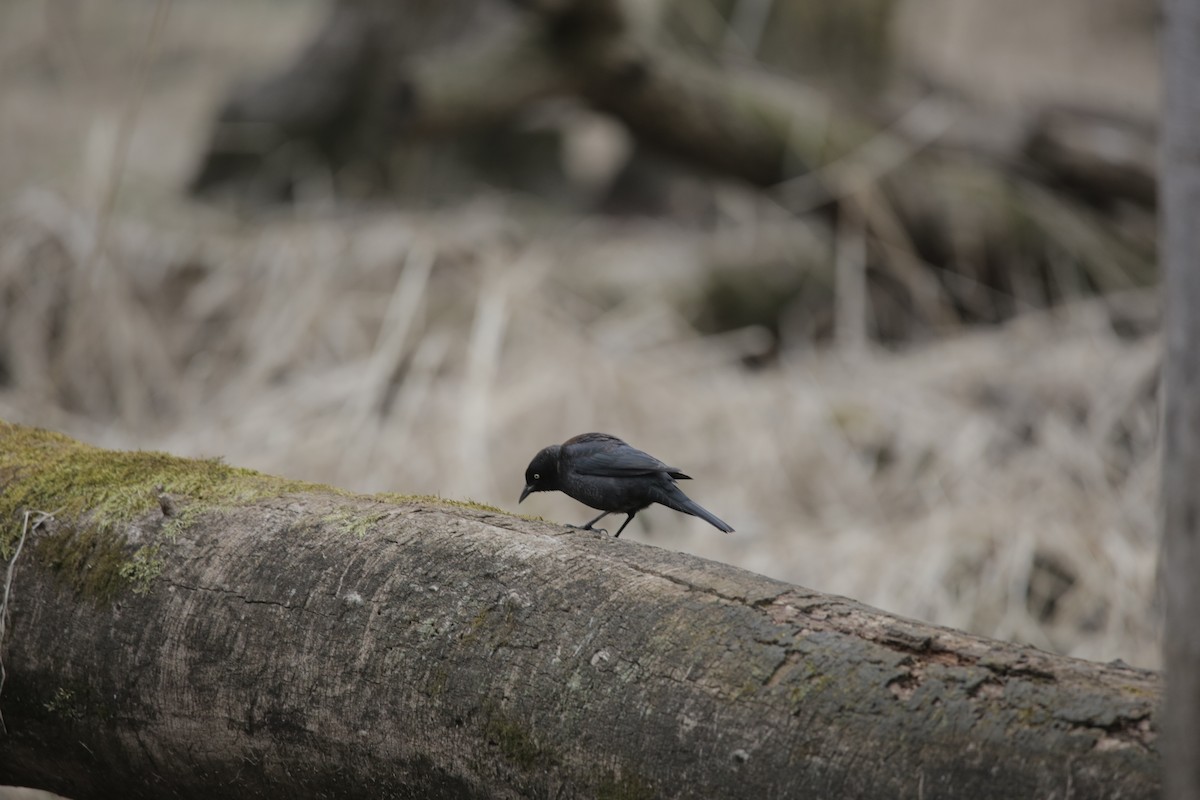 Rusty Blackbird - ML616697447