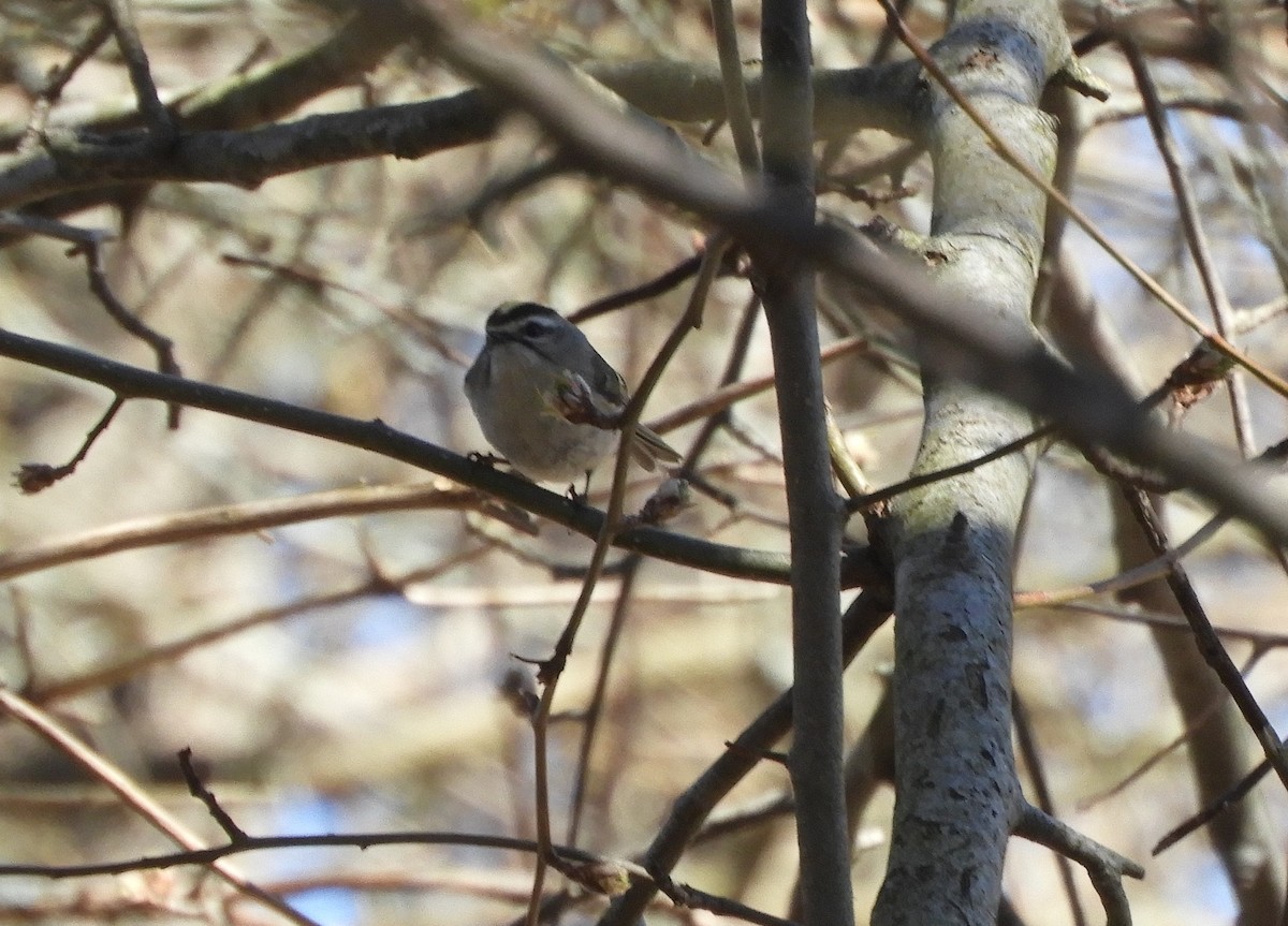 Golden-crowned Kinglet - ML616697463