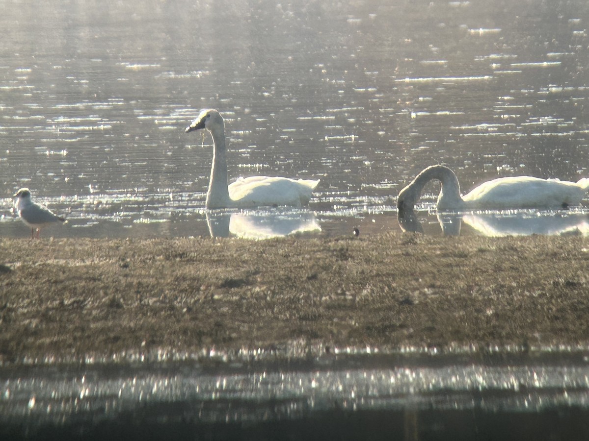 Tundra Swan - ML616697478