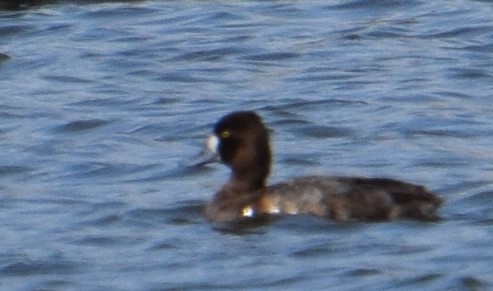 Lesser Scaup - ML616697513