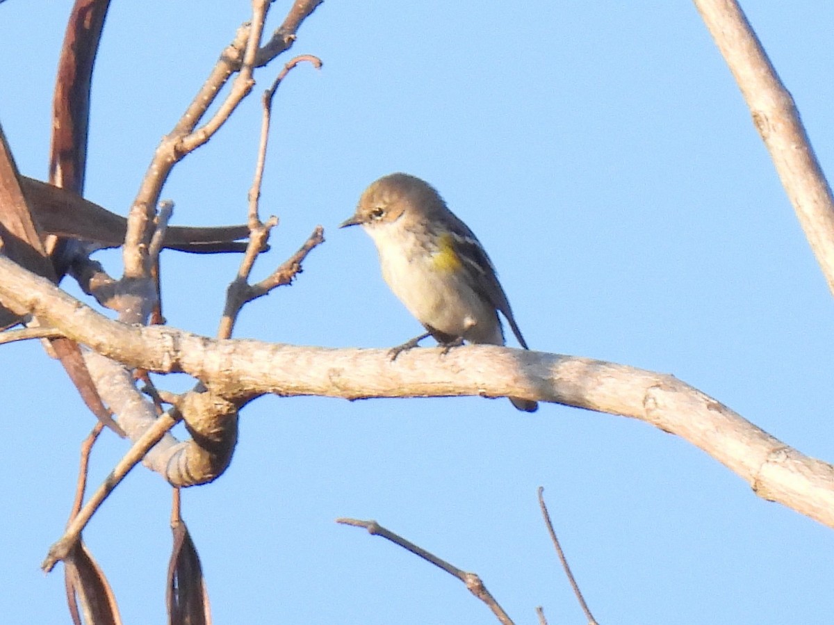 Yellow-rumped Warbler - ML616697518