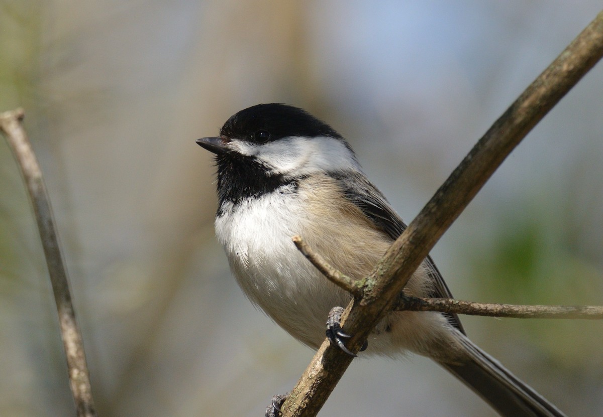 Black-capped Chickadee - ML616697534