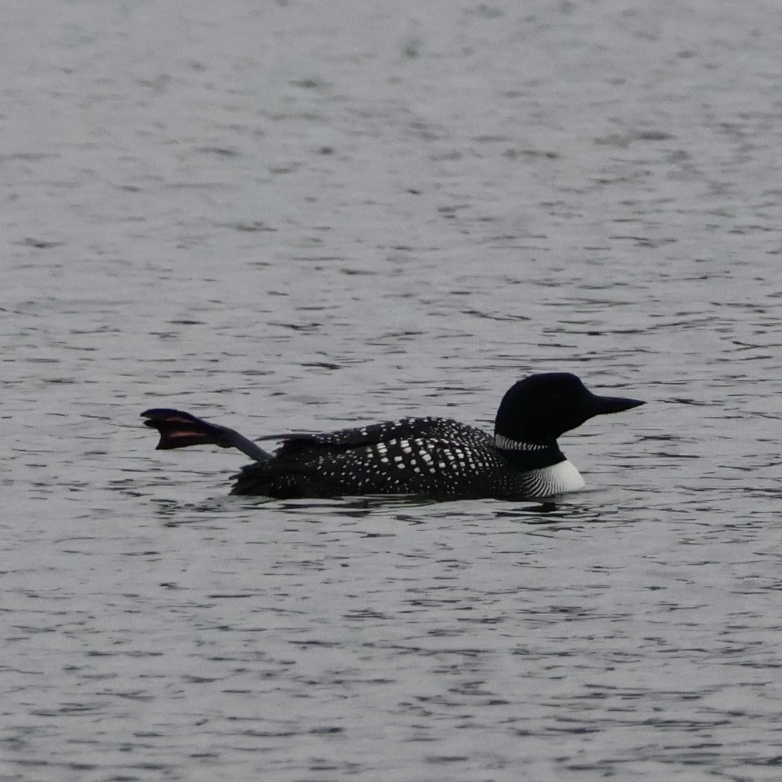 Common Loon - Nathan Stimson
