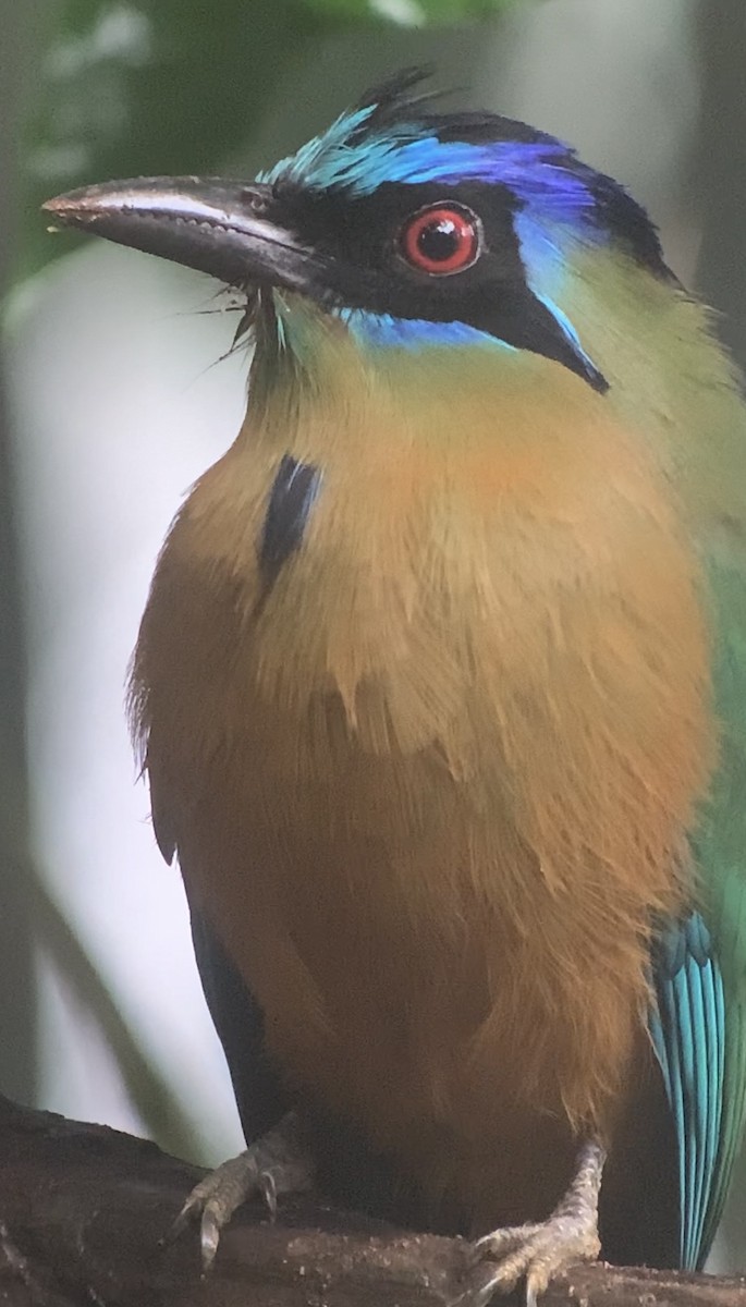 Amazonian Motmot - ML616697690