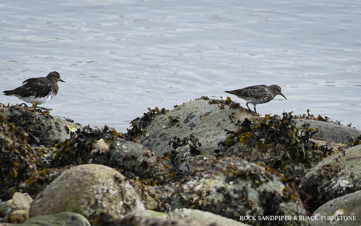 Black Turnstone - ML616697724