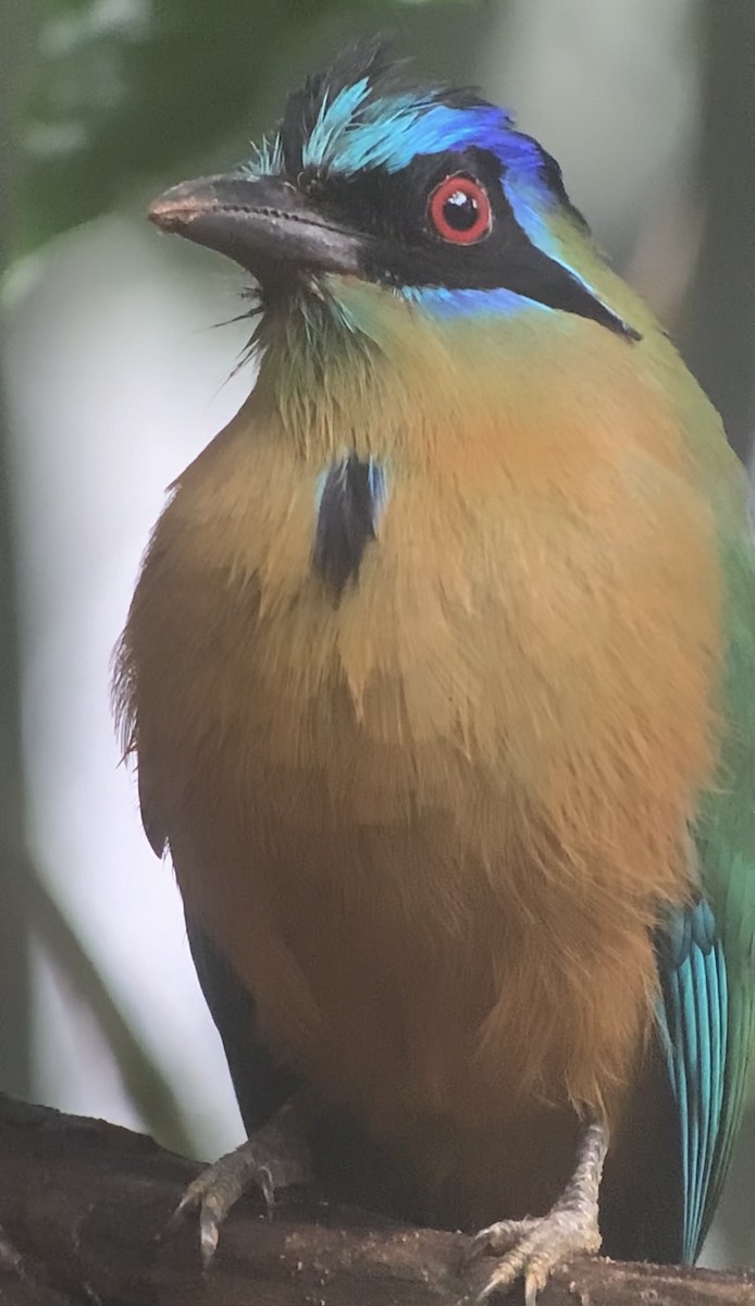 Amazonian Motmot - ML616697726