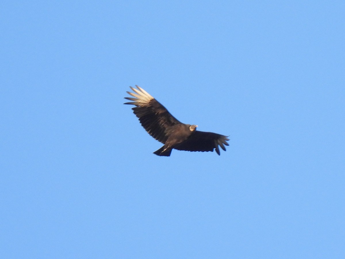 Black Vulture - ML616697730