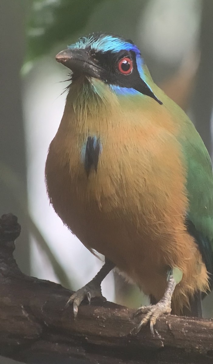 Amazonian Motmot - ML616697751