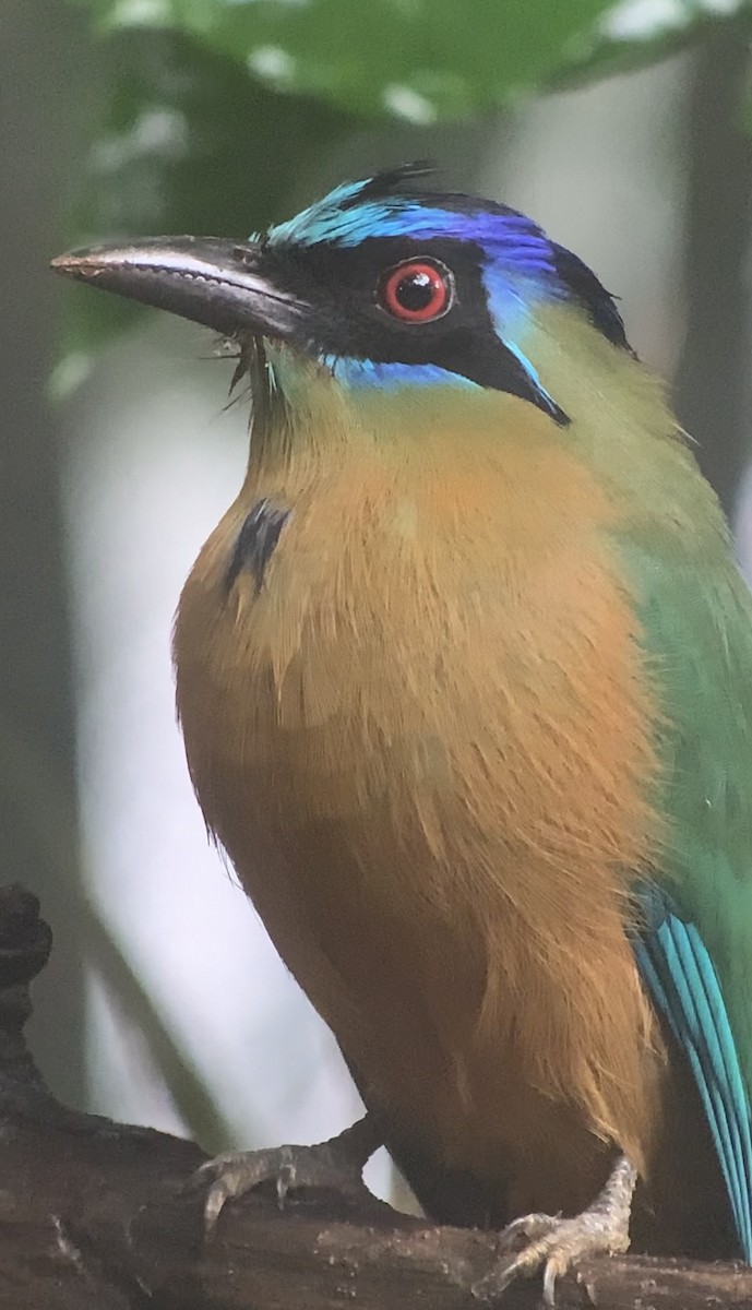 Amazonian Motmot - ML616697780