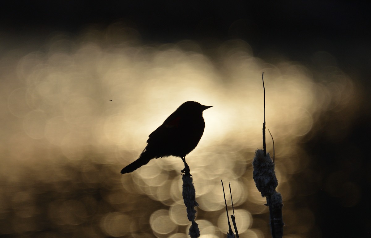 Red-winged Blackbird - Avery Dart