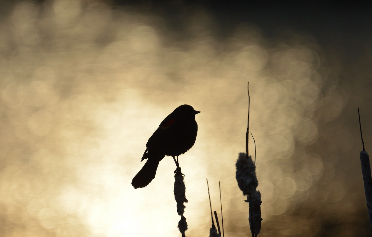 Red-winged Blackbird - Avery Dart