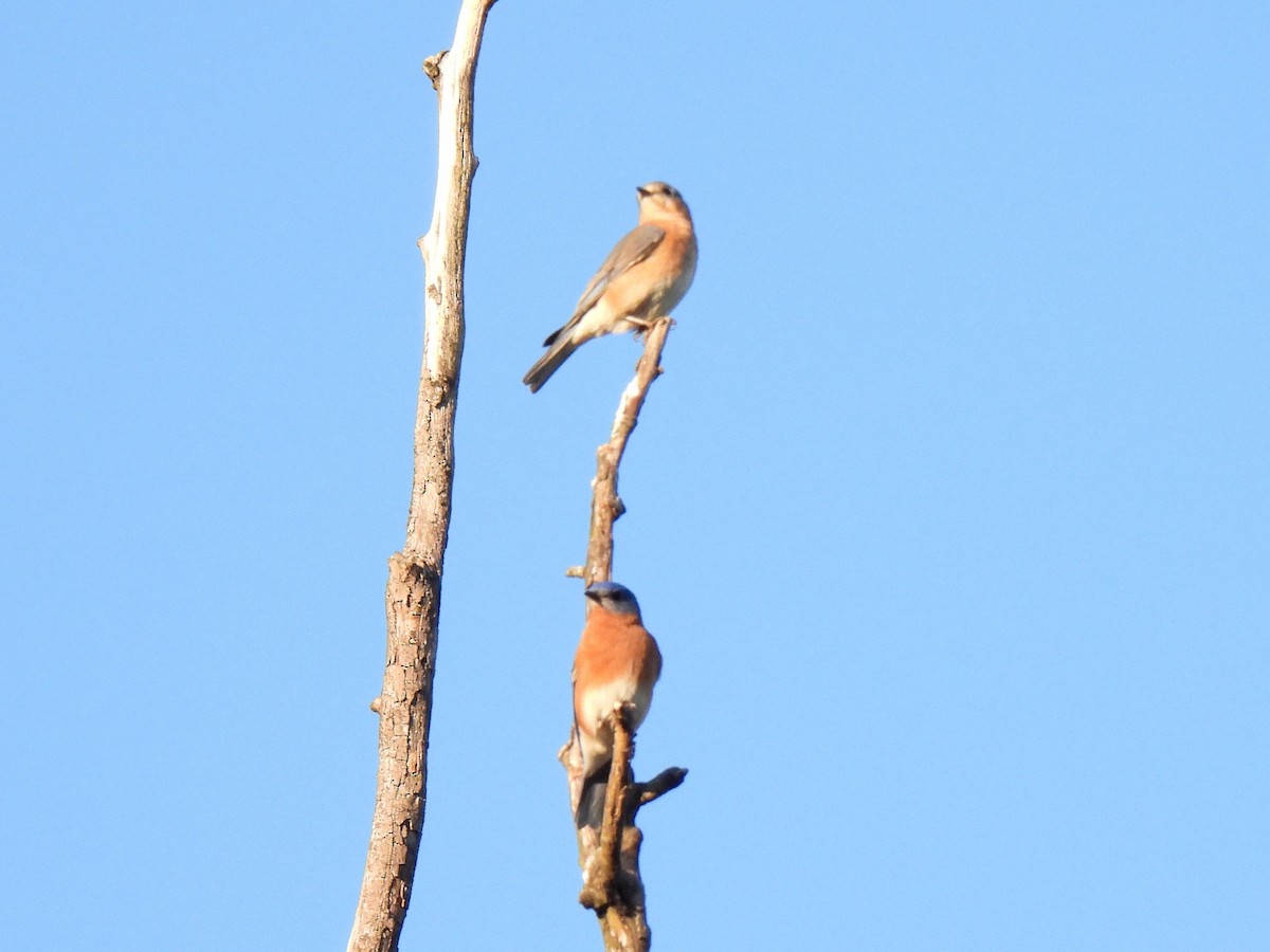 Eastern Bluebird - Ed Daniels