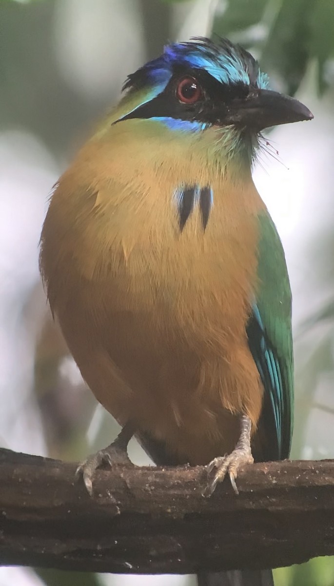 Amazonian Motmot - ML616697847