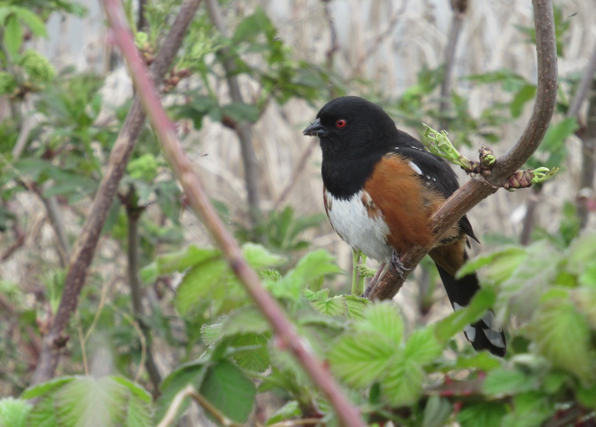 Spotted Towhee - ML616697867