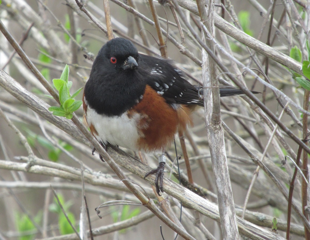 Spotted Towhee - ML616697868
