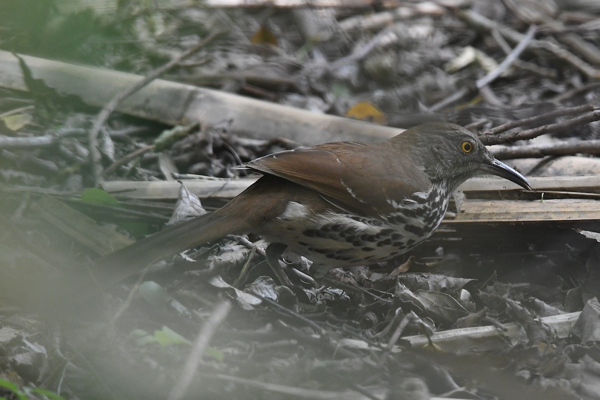 Long-billed Thrasher - ML616697921