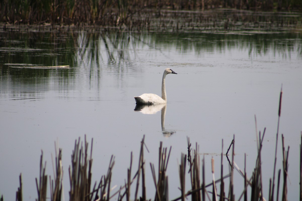 Trumpeter Swan - ML616697933