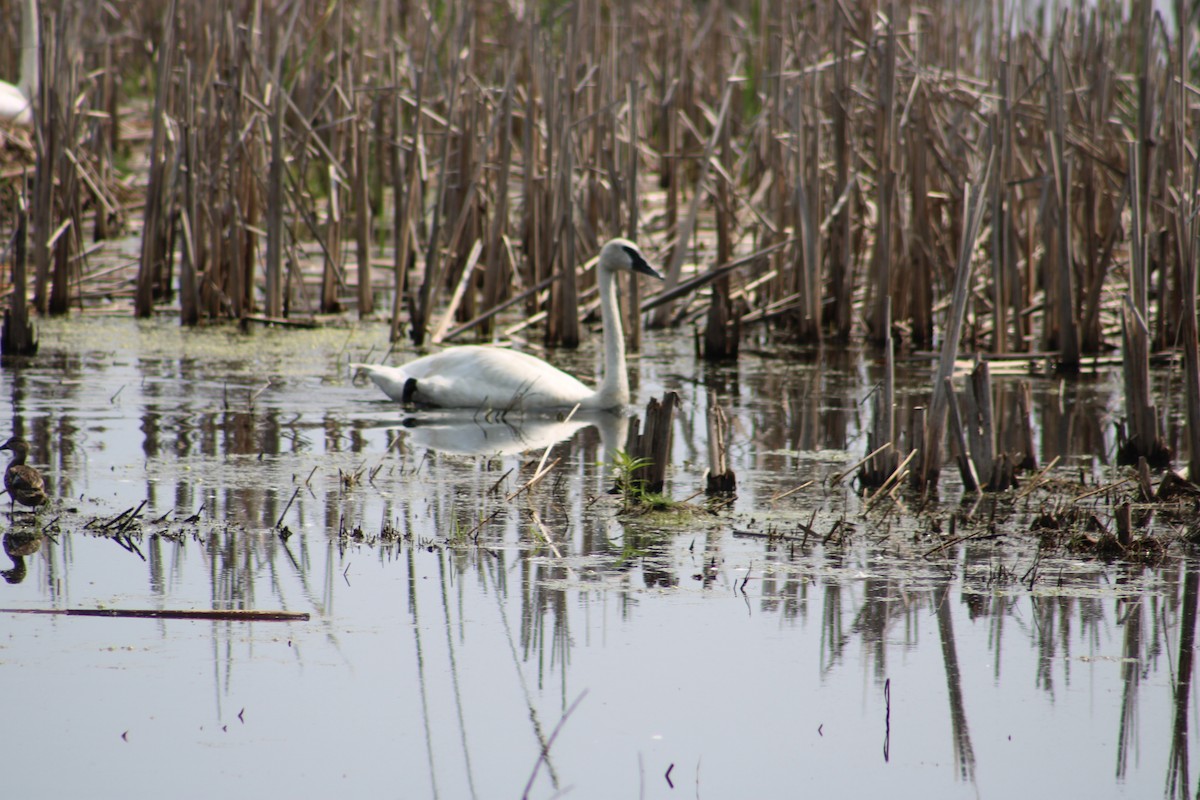 Trumpeter Swan - Amanda Matzke