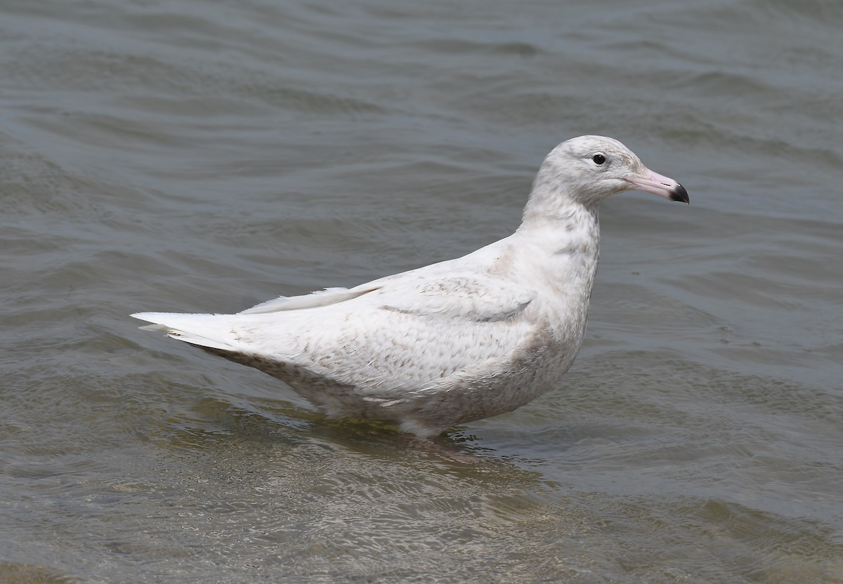 Glaucous Gull - ML616697937