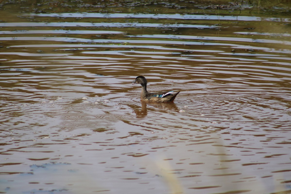 Wood Duck - Amanda Matzke