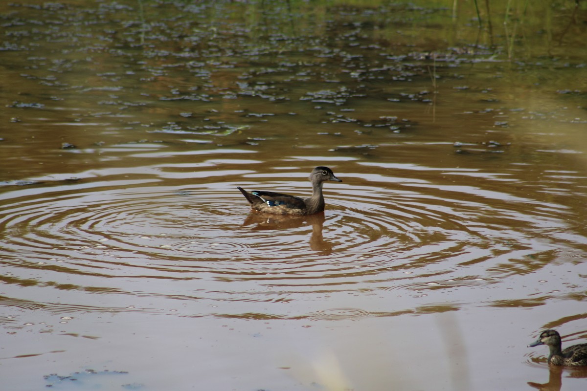 Wood Duck - ML616697946