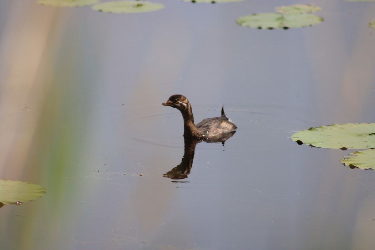 Pied-billed Grebe - ML616697951