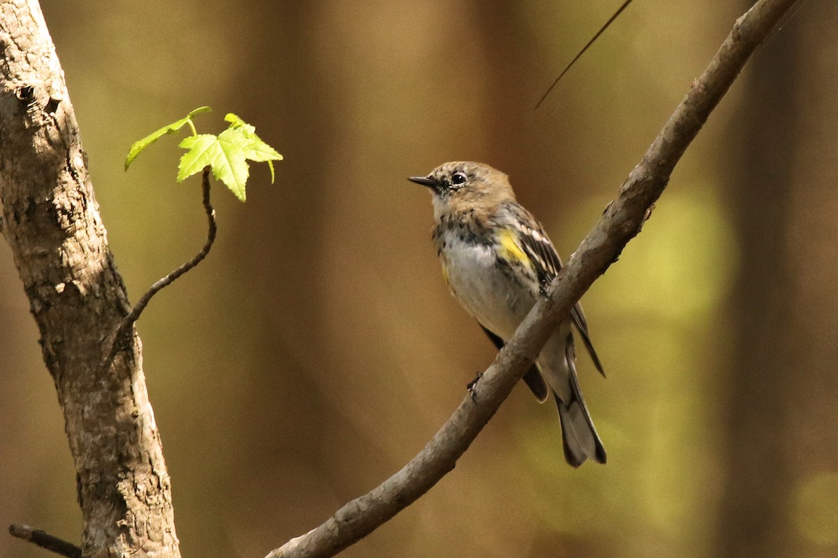 Yellow-rumped Warbler - ML616698009