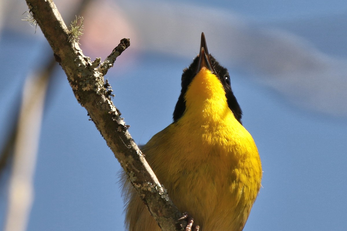 Common Yellowthroat - ML616698016