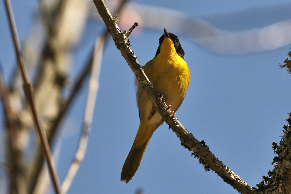 Common Yellowthroat - ML616698018