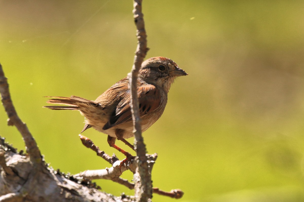 Swamp Sparrow - ML616698022