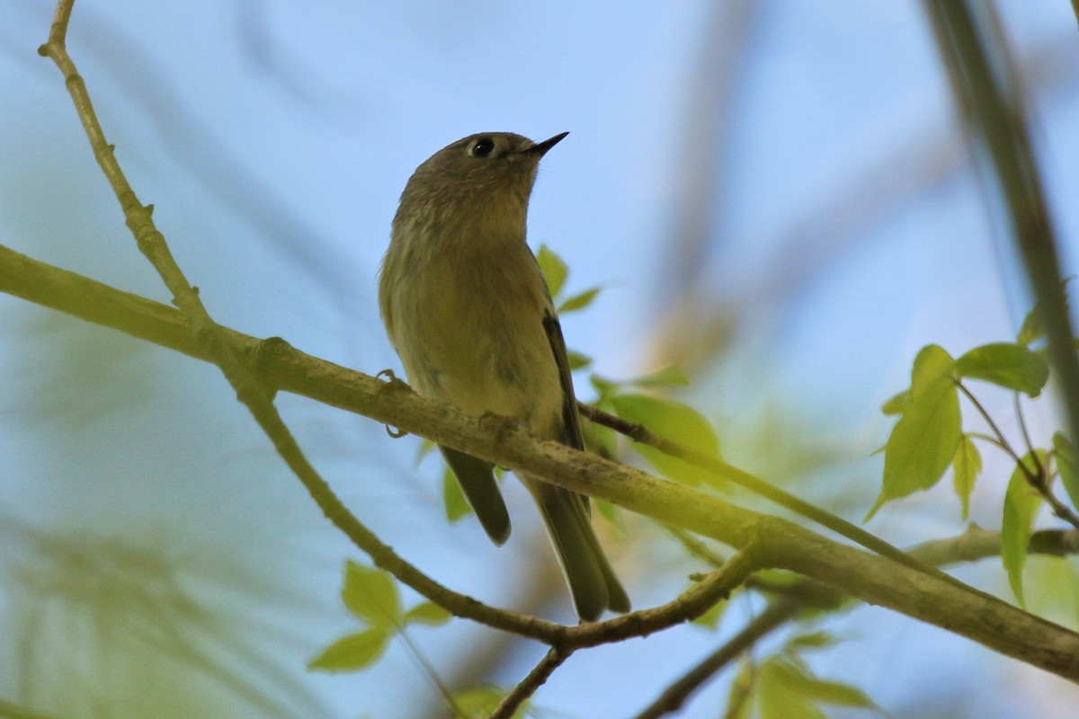 Ruby-crowned Kinglet - ML616698029