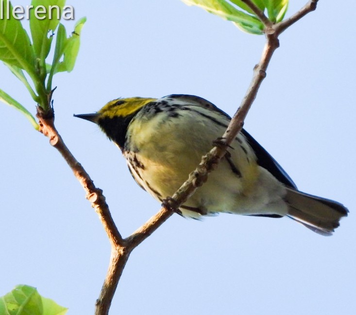 Black-throated Green Warbler - ML616698045