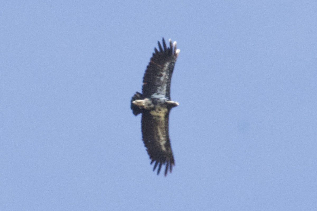 King Vulture - ML616698081