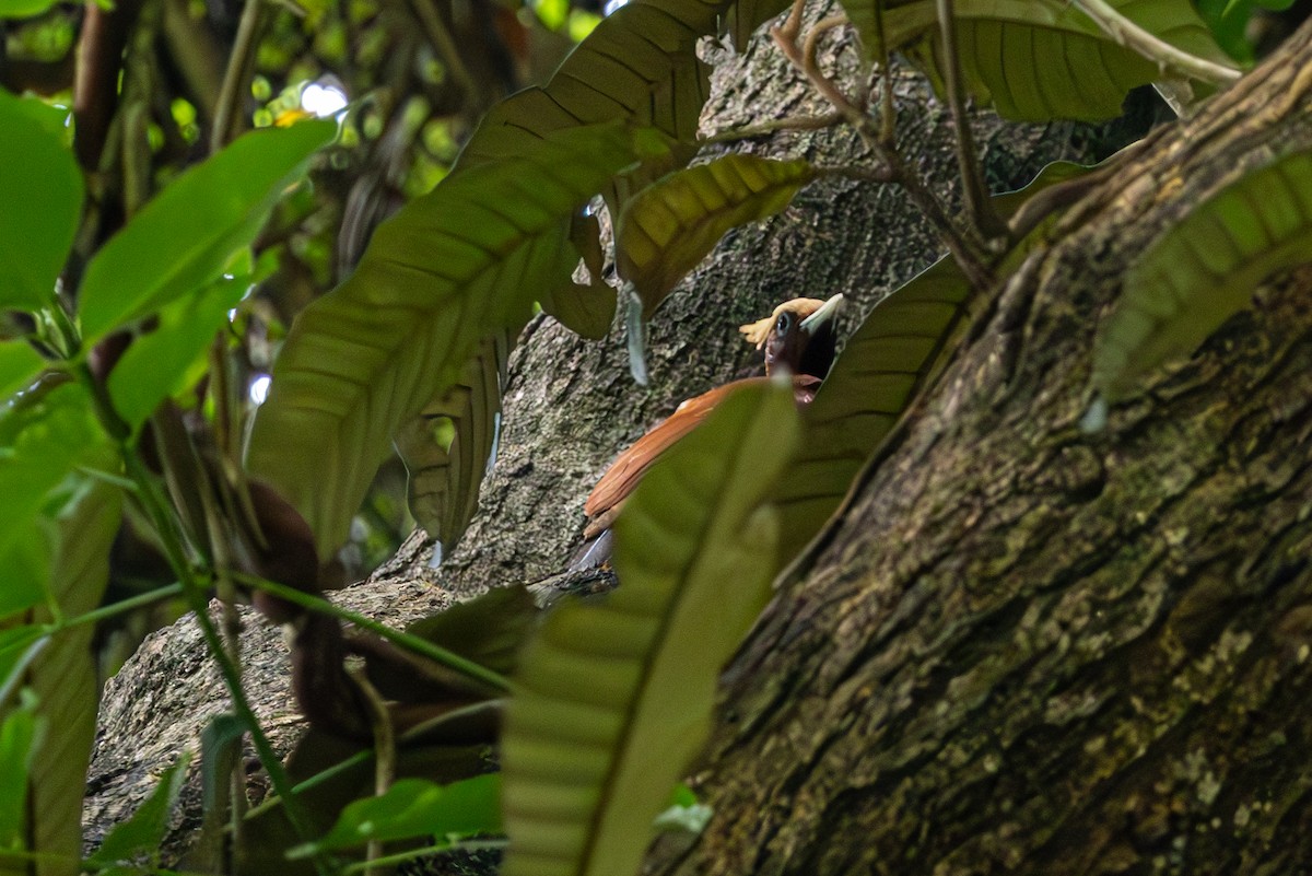 Chestnut Woodpecker - Mason Flint