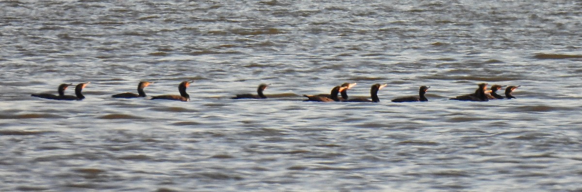 Double-crested Cormorant - Ed Daniels