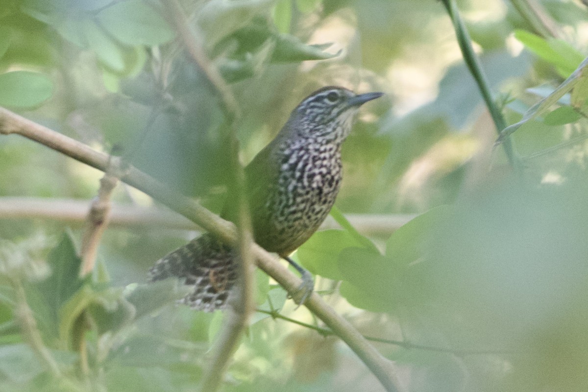 Spot-breasted Wren - ML616698113