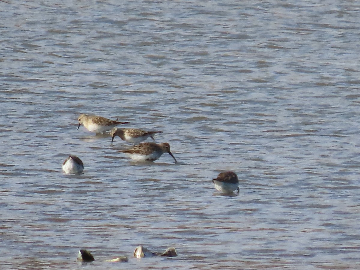 Dunlin - ML616698147