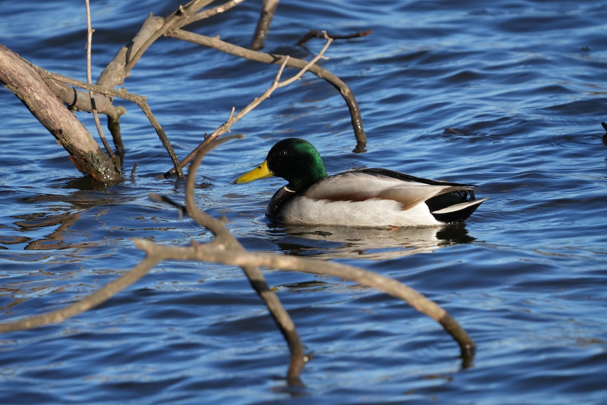 Mallard - ML616698236