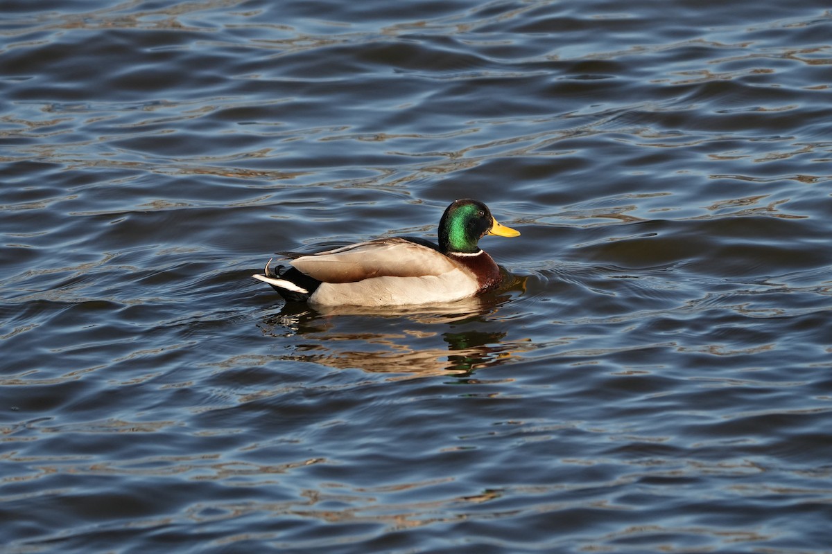 Mallard - ML616698237