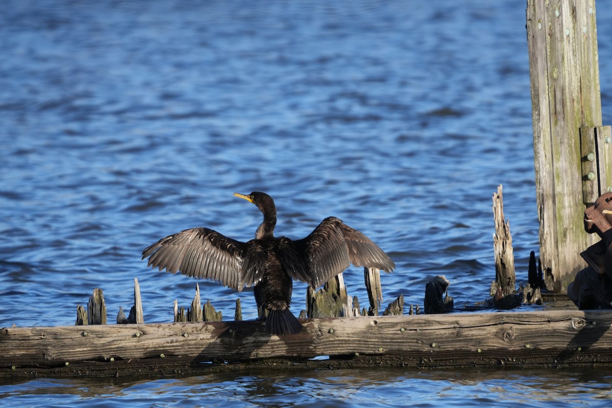 Double-crested Cormorant - ML616698258