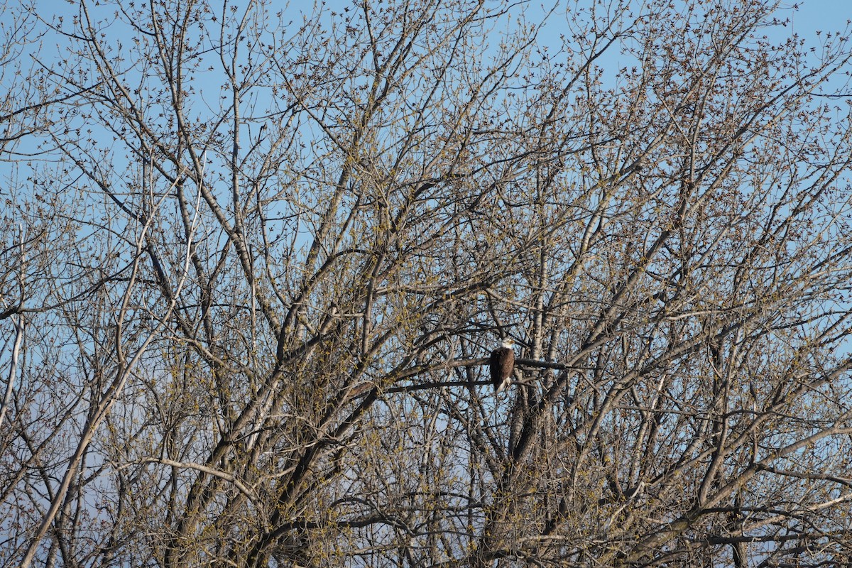 Bald Eagle - ML616698273