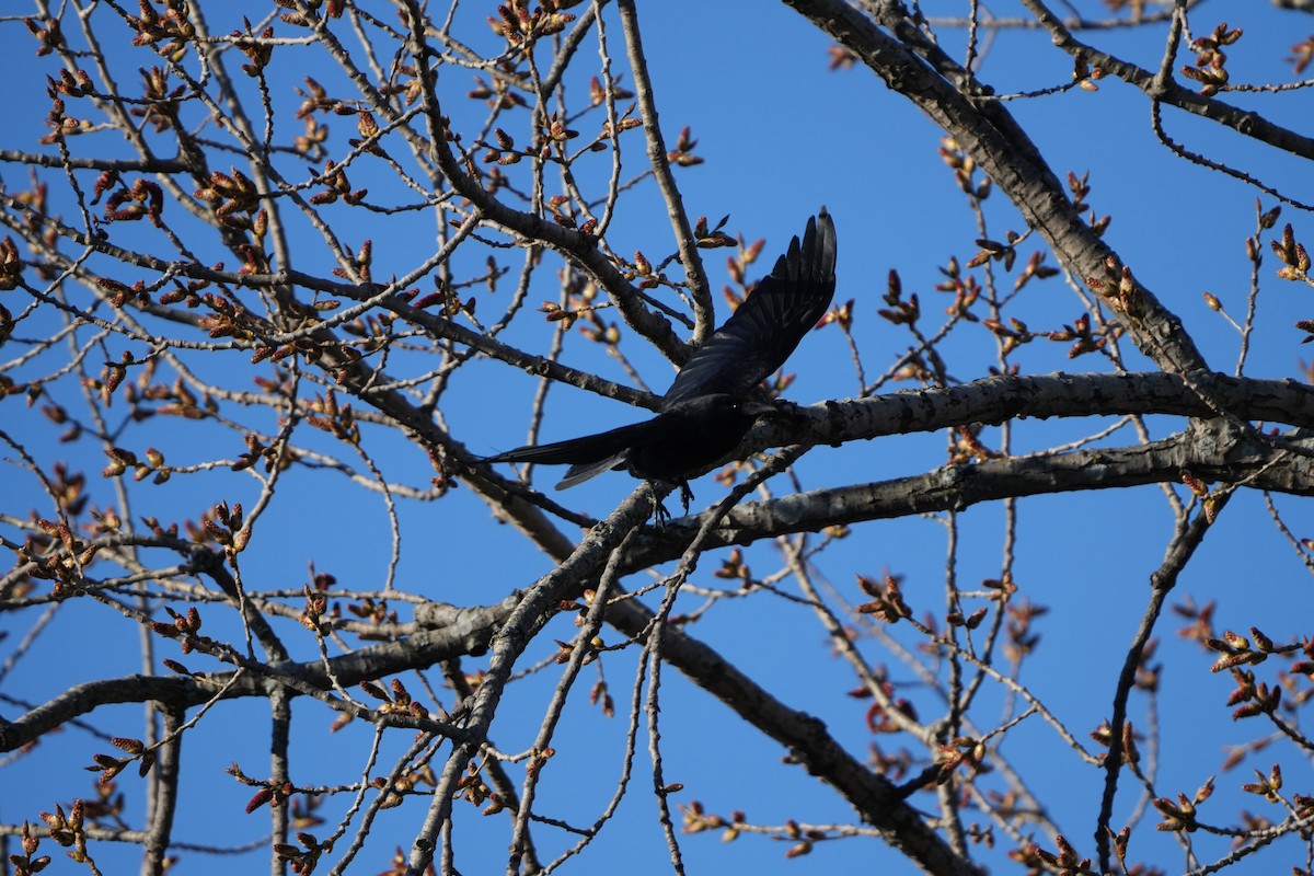 アメリカガラス - ML616698281