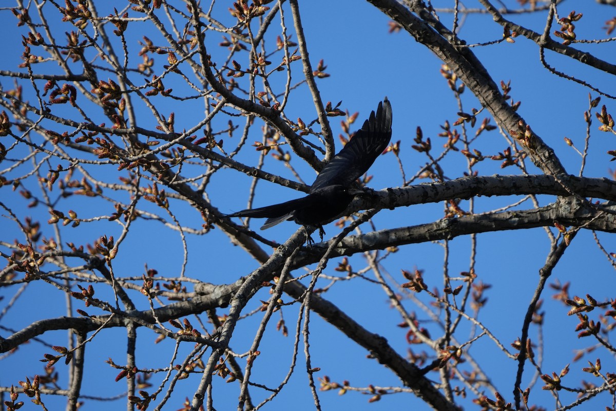 American Crow - ML616698281