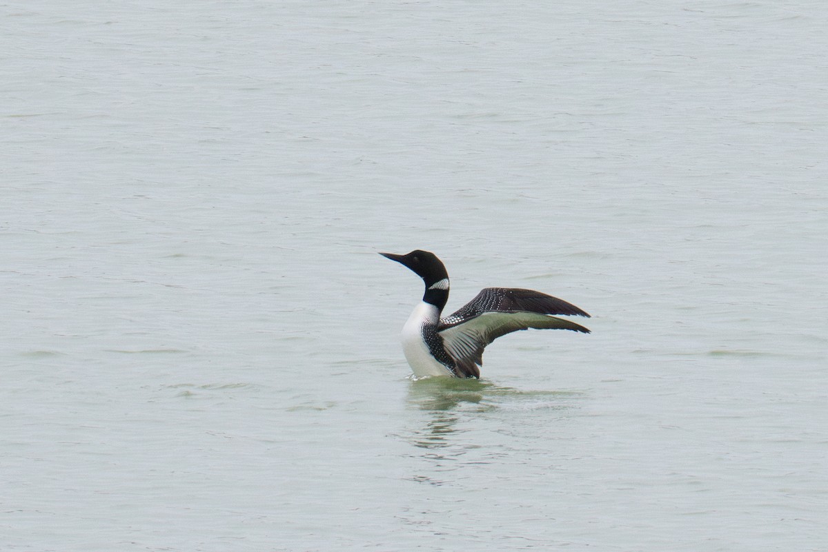 Common Loon - ML616698389