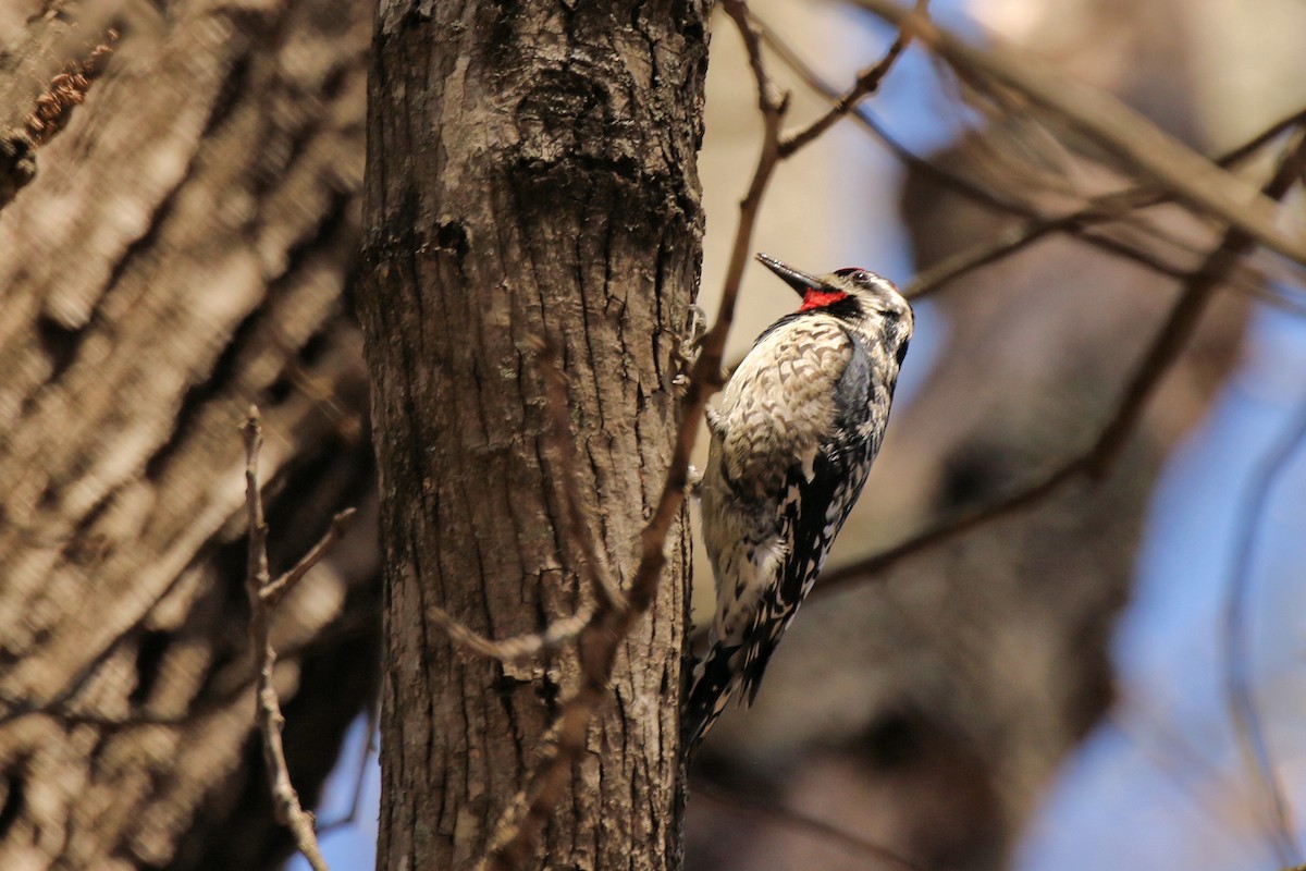 Yellow-bellied Sapsucker - ML616698405