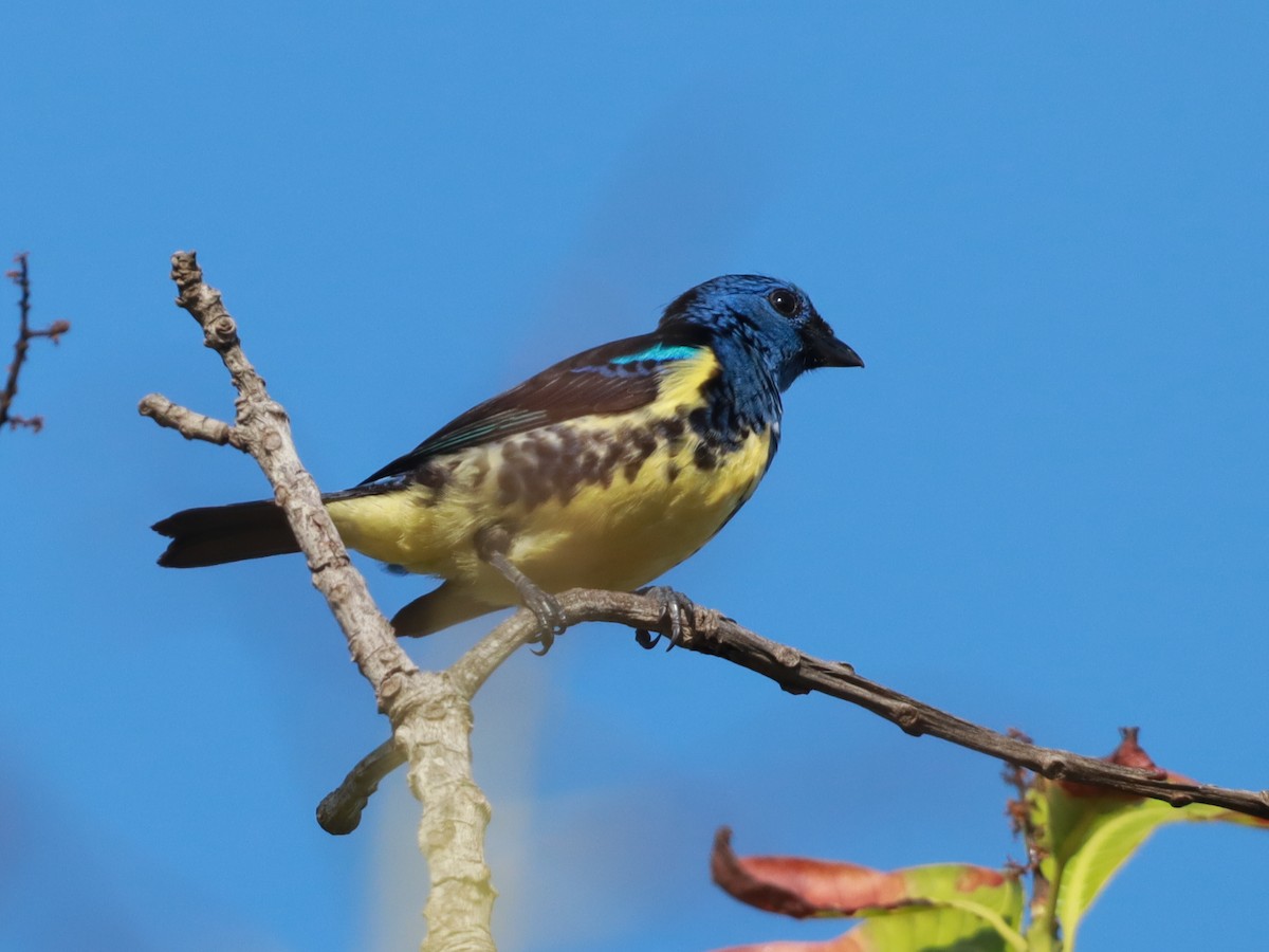 Turquoise Tanager - Ajay Rampersad